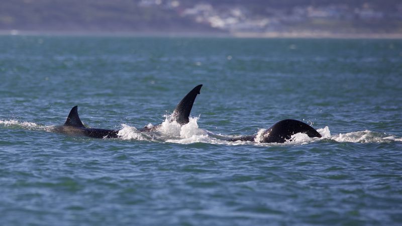 It kills a great white killer whale in less than two minutes and feeds on its liver