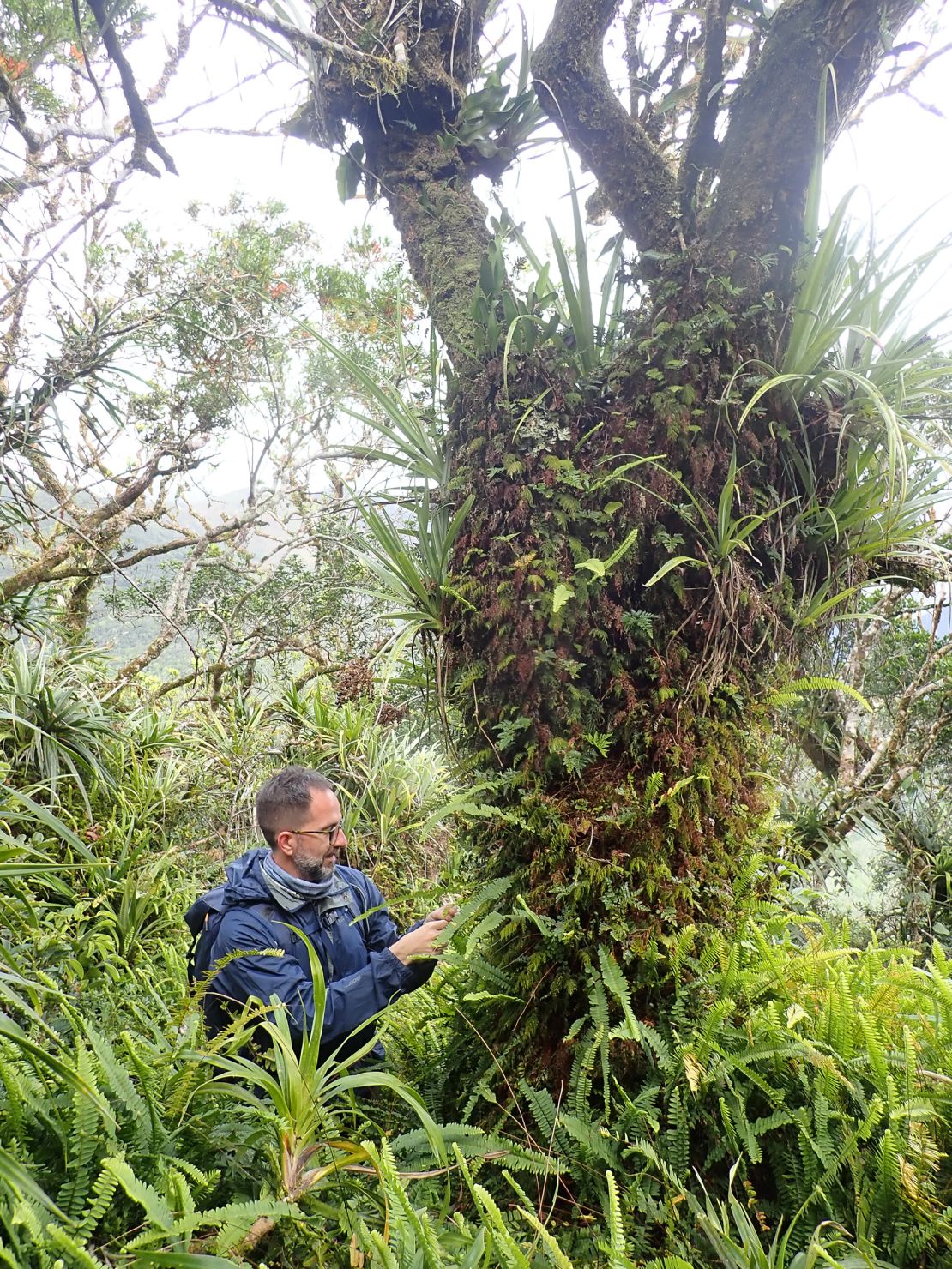 Evolutionary biologist Jaume Pellicer, corresponding author of the new study, checks fern species growing as epiphytes on a tree on Grande Terre, the main island of the French archipelago New Caledonia, in 2023.