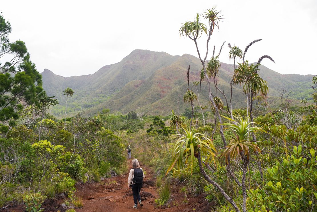 Researchers trek to scope out one of the populations of Tmesipteris oblanceolata on Grande Terre in 2023.