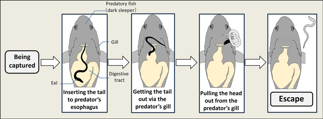 These illustrations show the steps a swallowed Japanese eel takes to free itself from a fish's stomach.