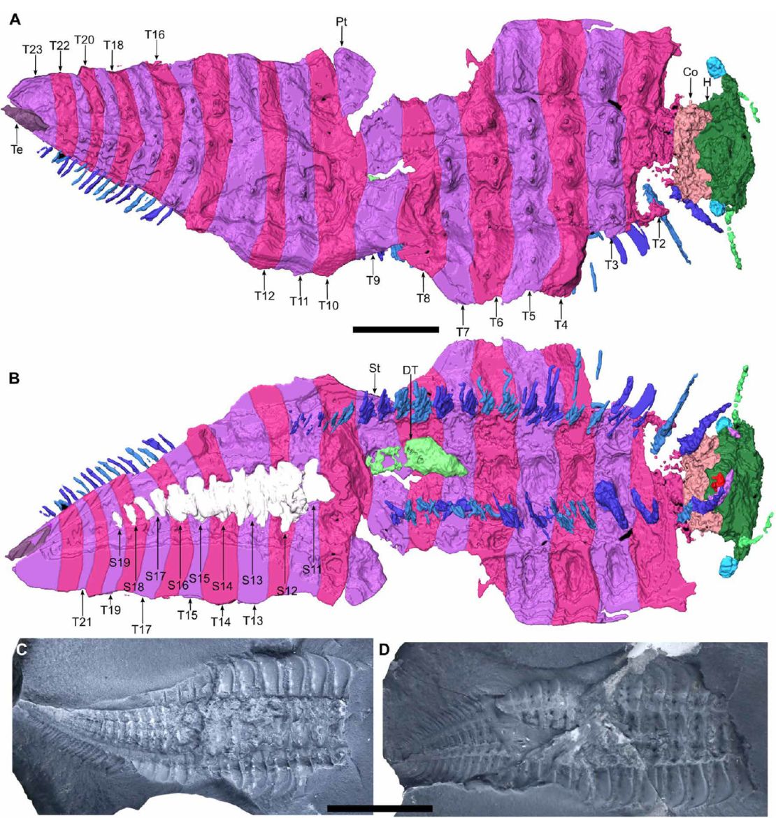 The scans revealed new aspects of arthropod anatomy in detail.