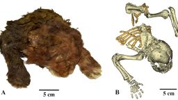 The frozen mummy of <em>Homotherium latidens</em> (Owen, 1846), specimen DMF AS RS, no. Met-20-1, Russia, Republic of Sakha (Yakutia), Indigirka River basin, Badyarikha River; Upper Pleistocene: (A) external appearance; (B) skeleton, CT-scan, dorsal view.