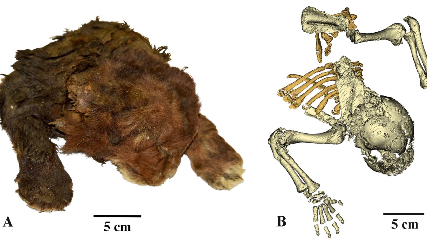 baby-saber-toothed-cat-mummy-found-in-siberia-with-intact-skin-fur-and-toes-is-mind-blowing-scientists-say