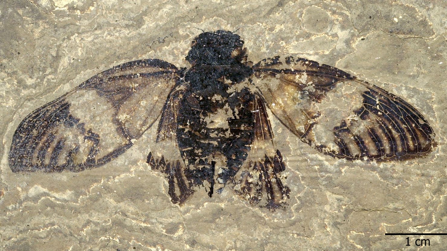 This fossil of an adult female cicada is remarkably well preserved. It was found in the Messel Pit in Germany, in rocks that are approximately 47 million years old.
