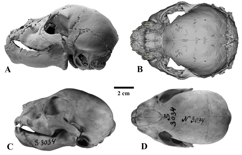 Saber-toothed ‘kitten’ Mummy Unearthed In Siberia Is First Of Its Kind ...