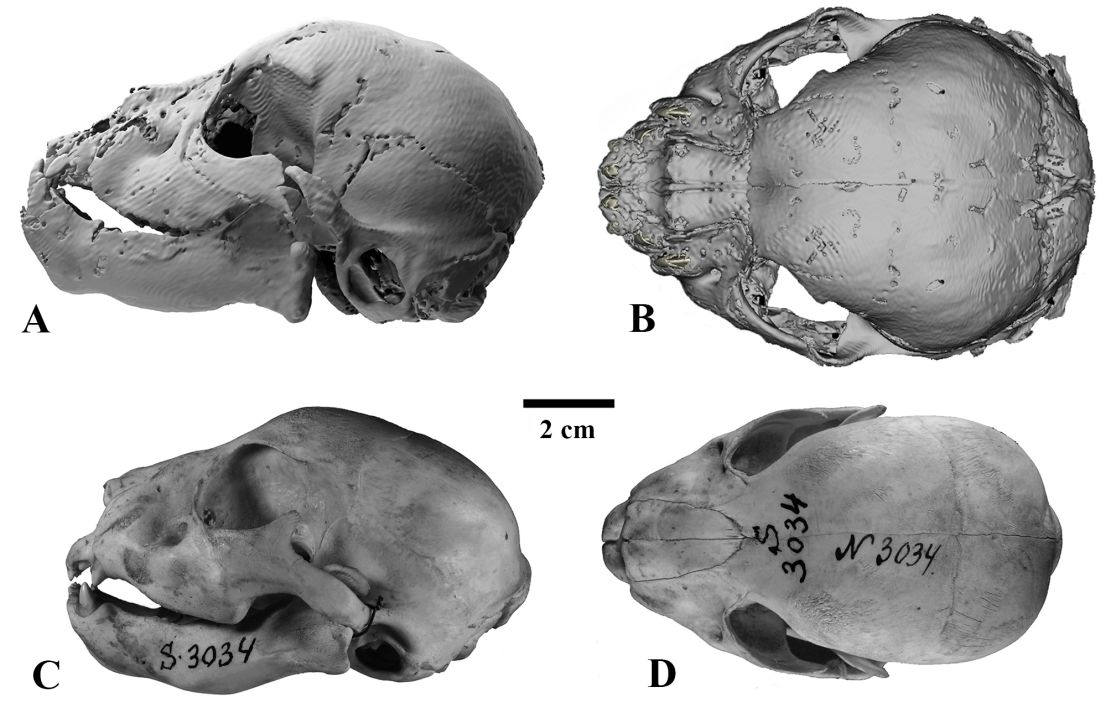 The new mummy findings reveal that sabre-toothed cubs differed dramatically from modern lion cubs of a similar age. The image above highlights differences in the skulls of the mummifed Homotherium latidens (A, B) and Panthera leo (C, D) at 3 weeks old.