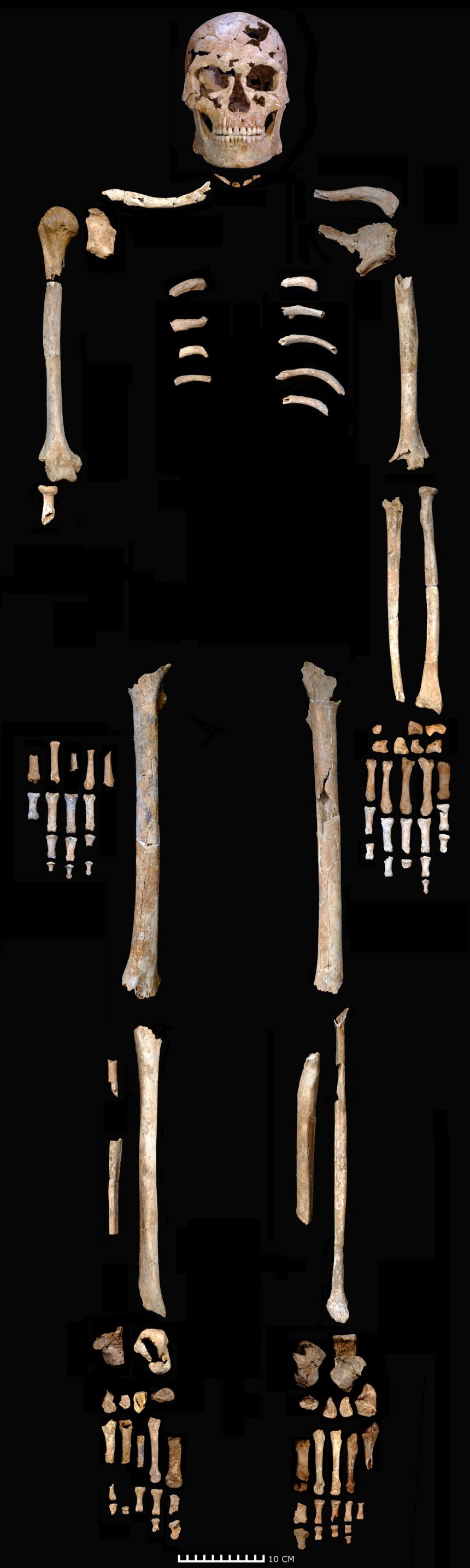 De schedel en het skelet van de man uit de Thung Binh 1 -grot zijn gerangschikt in hun anatomische posities.