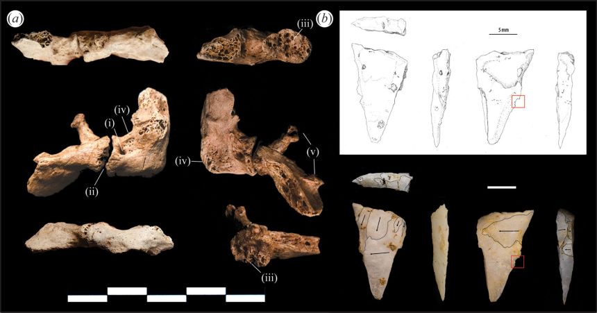 (a) De beschadigde cervicale rib van het skelet opgegraven uit de thung binh 1 grot. (b) De Quartz -punt van het projectiel waarvan werd gedacht dat het de cervicale rib heeft gebroken.