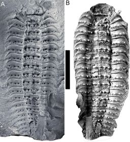 Onderzoekers bestudeerden scans van twee Arthropleura-fossielen gevangen in steen.