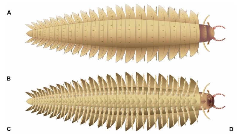 The study says that the fossils reveal the head of the largest known arthropod in the world