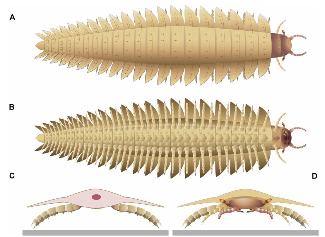 The new scans of Arthropleura revealed what the creature's head looked like, including its stalked eyes, mandibles and mouthparts.