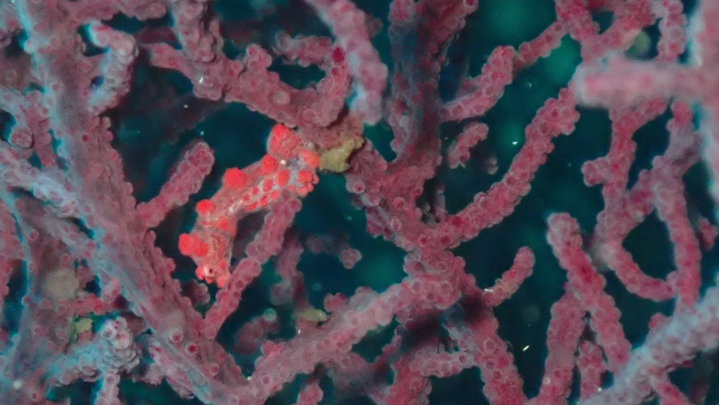 Long-lost ocean worms photobomb tiny seahorses, surprising scientists