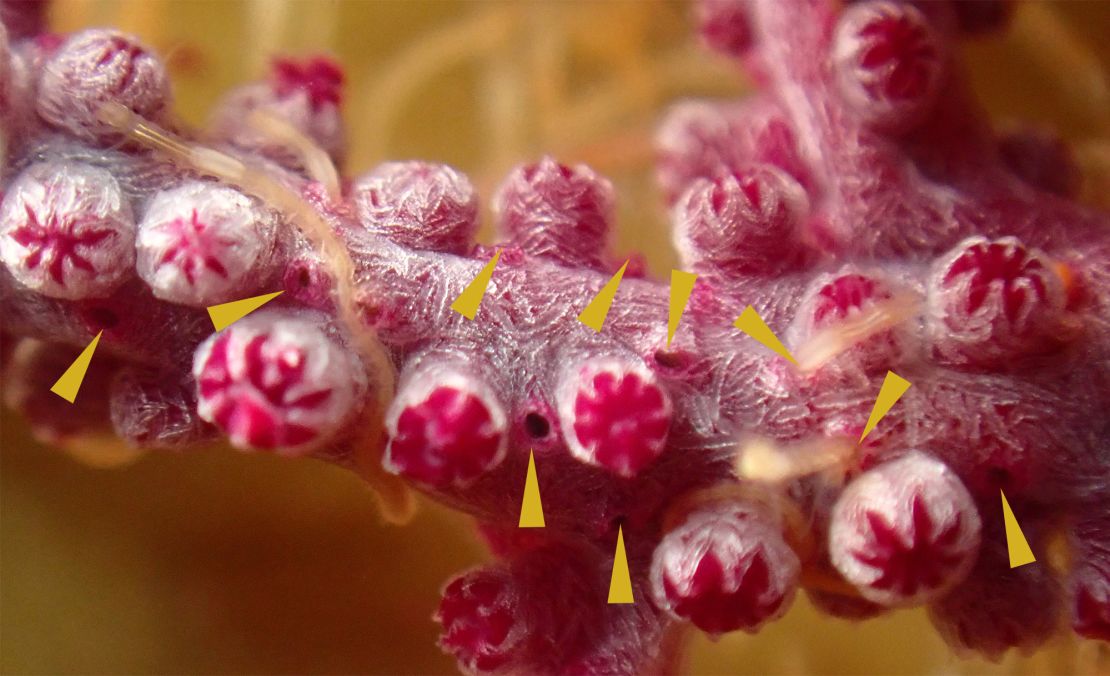 Shown above is a close-up of a coral branch, with visible burrows and protruding worms.