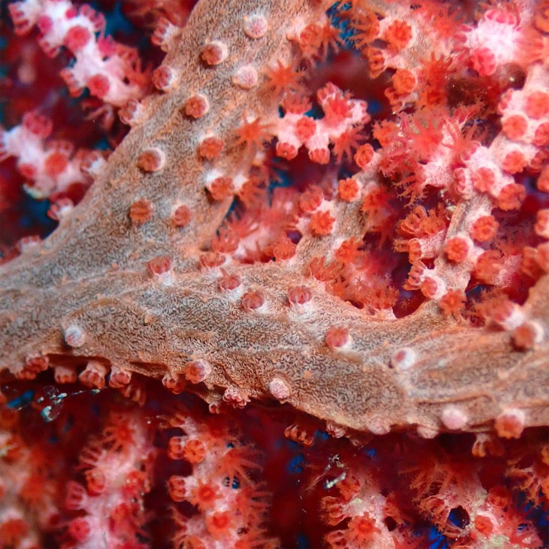 Galleries and burrows that H. anthogorgicola worms reside in are visible on the branch shown here.