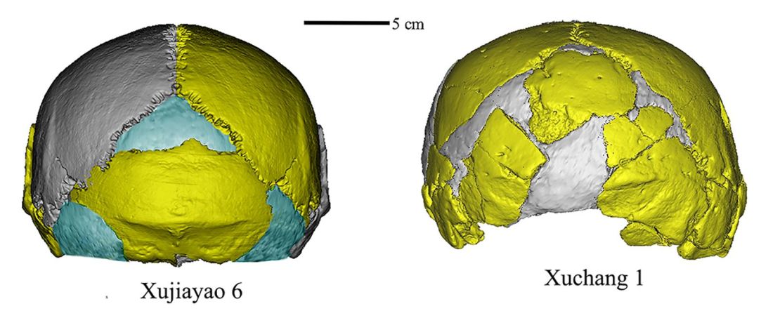 Digitaal gereconstrueerde schedels tonen gefossiliseerde overblijfselen gevonden in Xujiayao (links) en Xuchang. De grote, lage en brede vorm onderscheidt zich van de schedels van andere bekende mensachtigen.