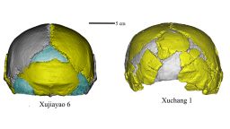 Figure 1. XJY 6 R cranium-new-v2.jpg