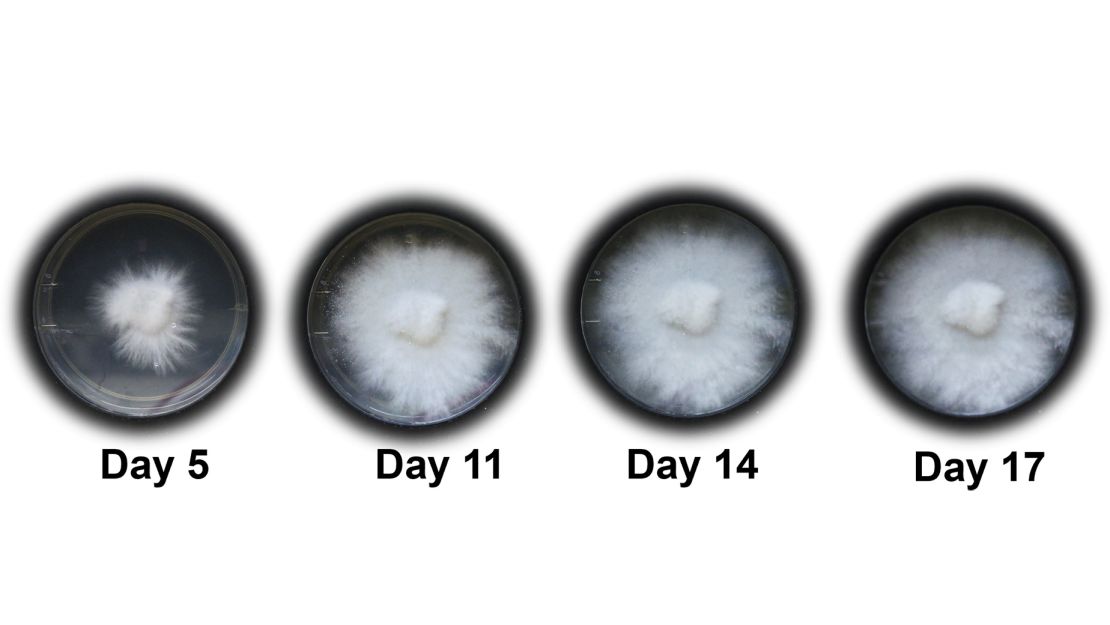 The fungus, which was cultivated in a petri dish, required 14 to 33 days to fully integrate with the robot's scaffolding, according to new research led by Cornell University scientists.