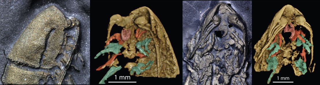 La cabeza fosilizada de Lomankus edgecombei, izquierda, y un modelo 3D del mismo espécimen se han girado para que la parte inferior sea visible.