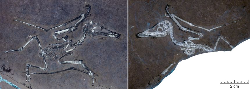 The Lucky skeleton, with a fractured humerus, is illuminated by UV light.