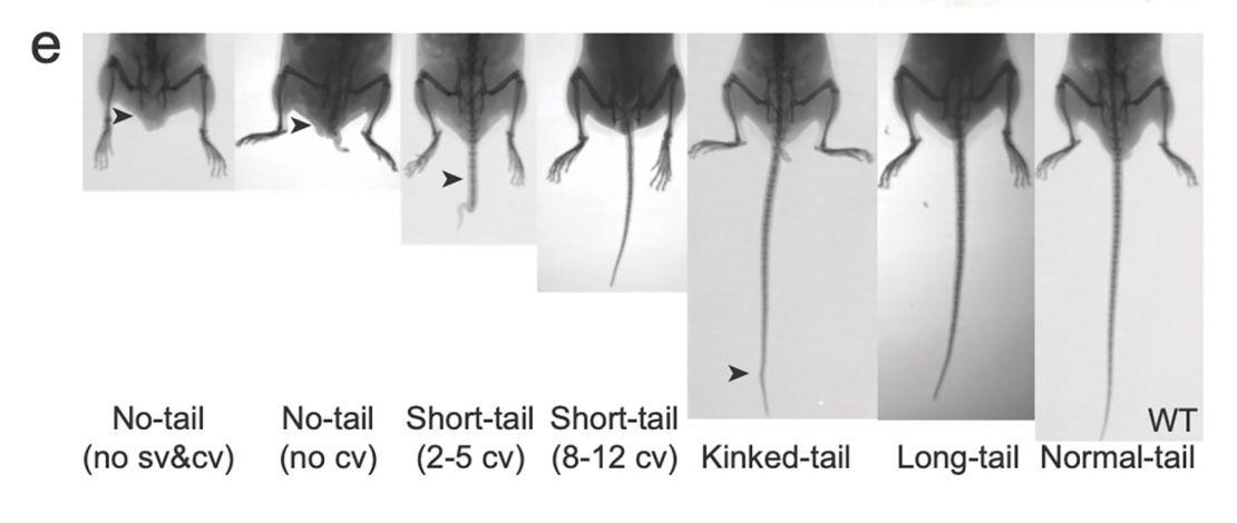 In the study, genetically engineered mice exhibit varying tail lengths: from no tail to long tails. (Arrowheads highlight differences in tail phenotypes. "cv" is "caudal vertebrae"; "sv" is "sacral vertebrae"; "WT" is "wild type.")