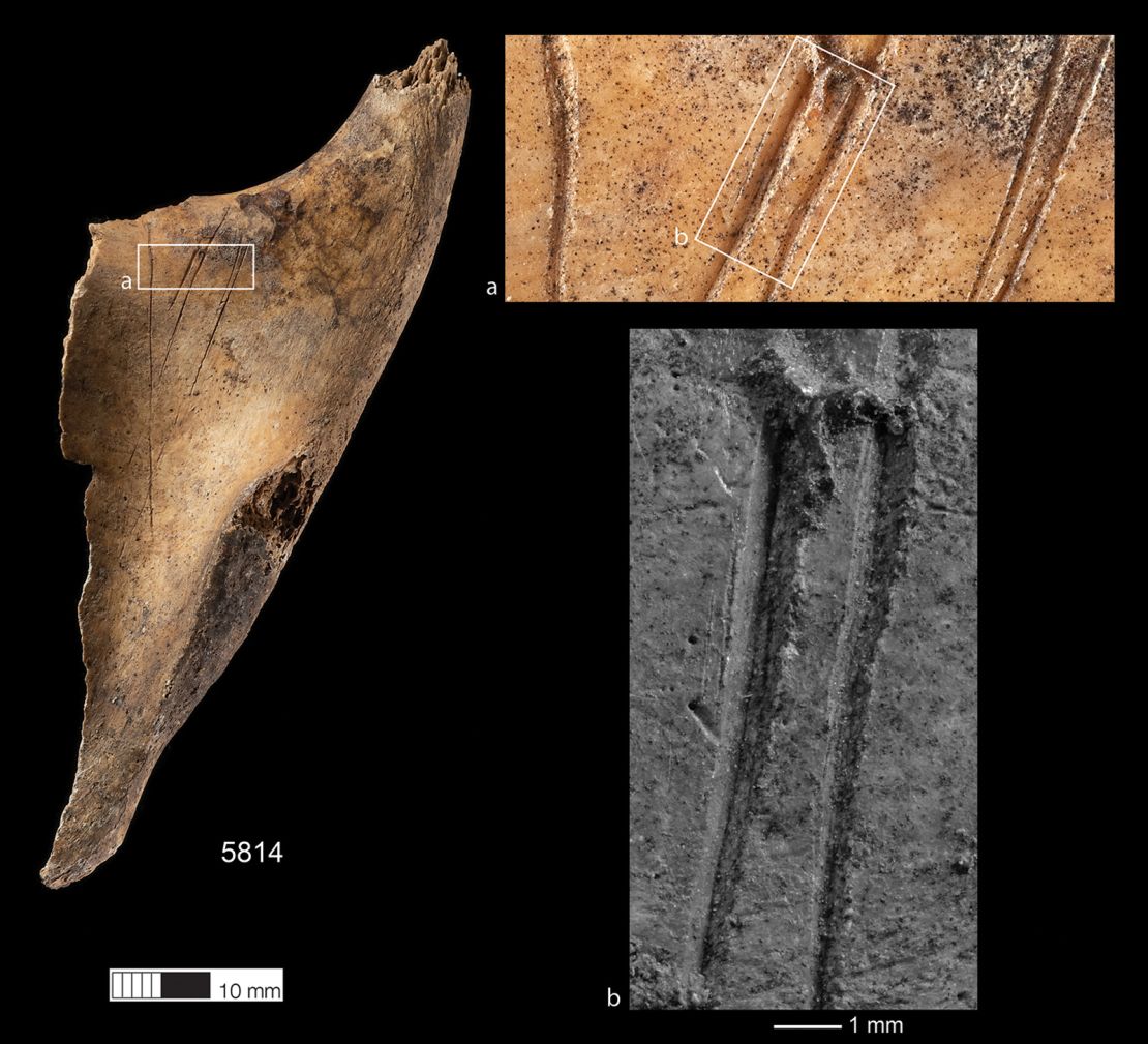 Cut marks can be seen on a human scapula found in the shaft.