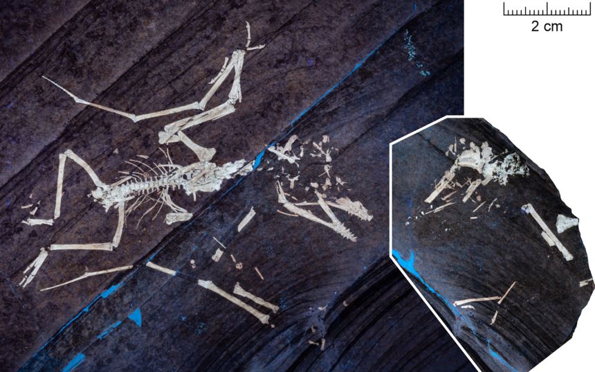 Details of the Lucky II skeleton can also be seen under UV light.