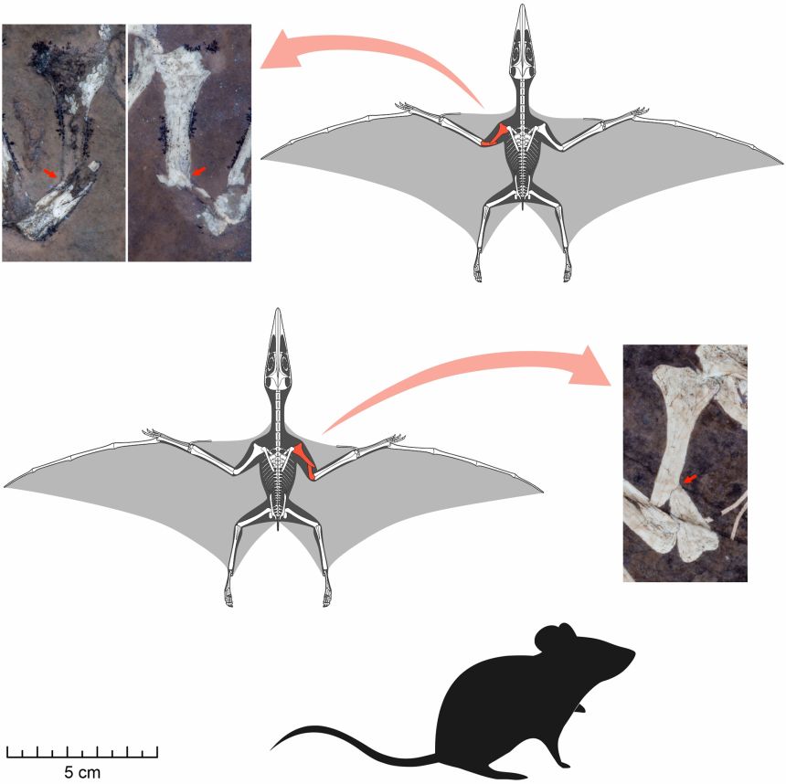 Skeletal reconstructions of the Lucky pterosaurs are shown with broken bones marked in red, with a mouse included for scale.