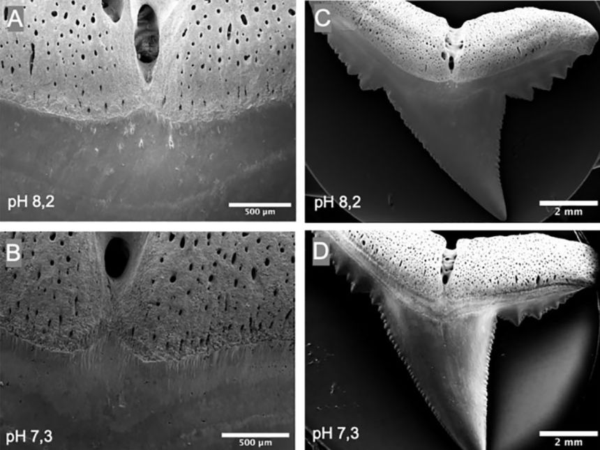 The shark teeth incubated at pH 7.3 showed more corrosion.