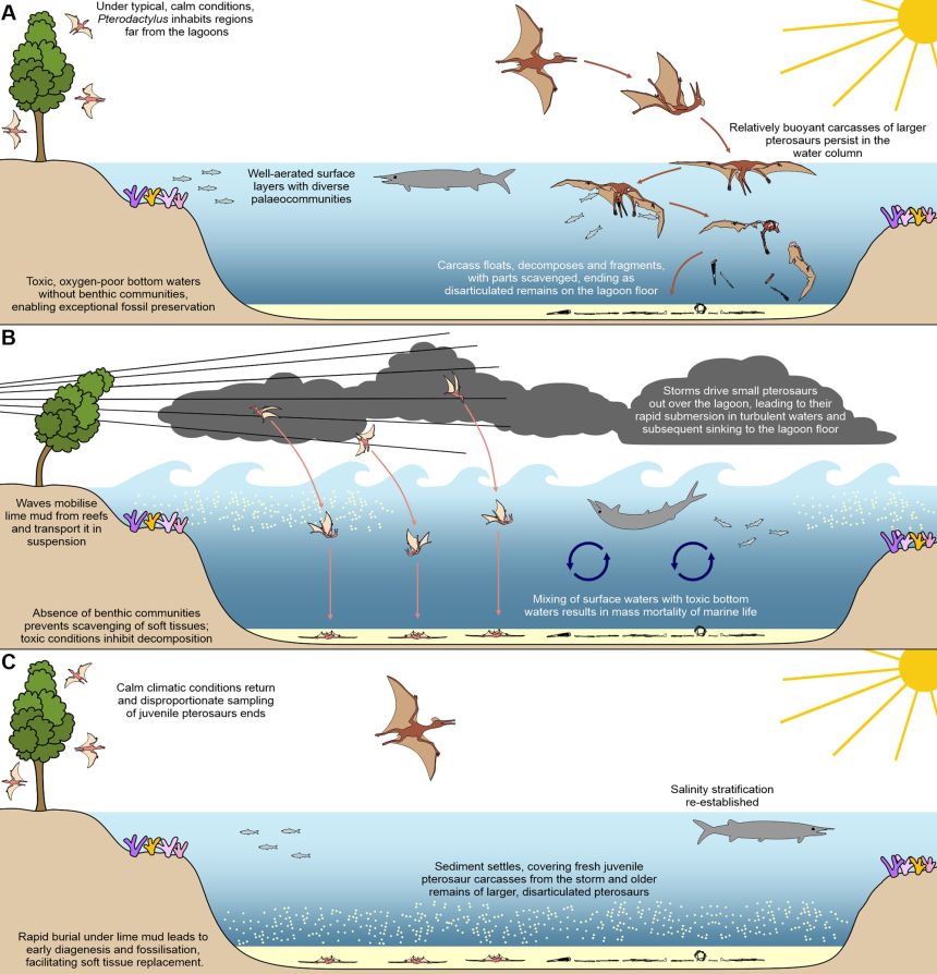 A diagram shows the conditions at the lagoon 150 million years ago.