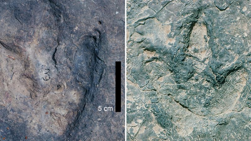 何千マイルも離れた場所で同一の恐竜の足跡が発見される