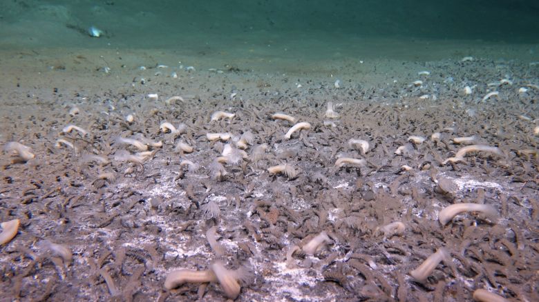 Tube-dwelling polychaetes are dominant at 6870 m at the Aleutian Deepest, with spots of white microbial mats. 