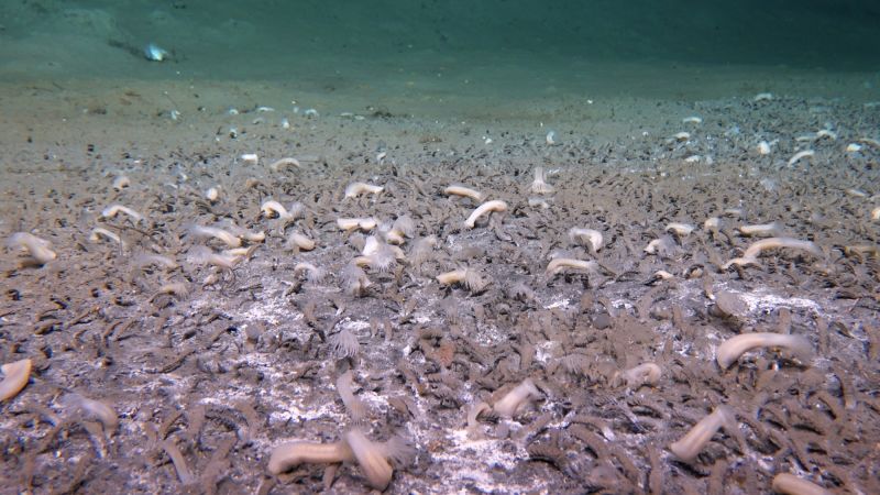 Scientists say they cruised the ocean in a deep-sea submersible and came across an undiscovered ecosystem