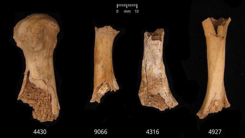 Remains show that an Early Bronze Age community were butchered like animals