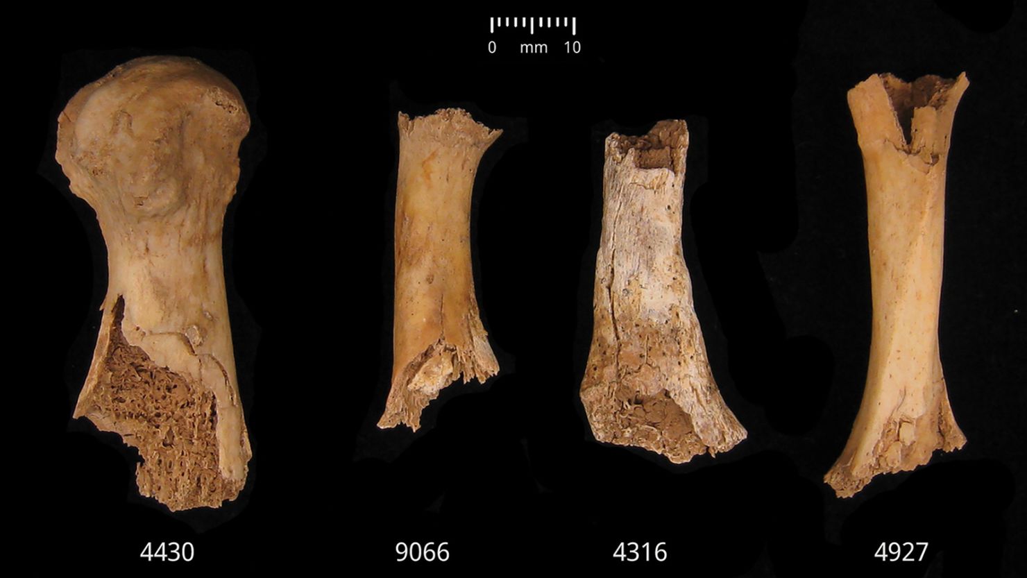 bronze-age-mass-grave-reveals-grisly-massacre-in-which-victims-were-likely-eaten