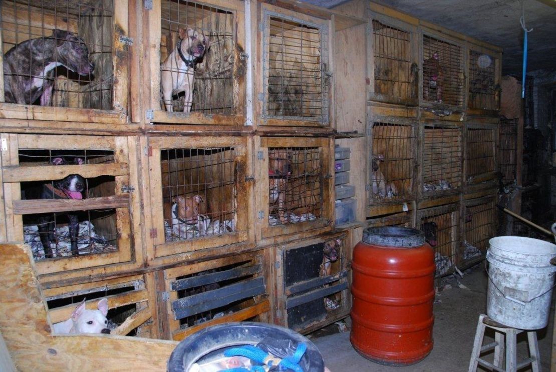 Roughly 50 dogs were found in a basement of a New York building supervisor in 2012. Many of the animals were discovered living in unsanitary conditions in crates and showed signs they'd been used for dog fighting.