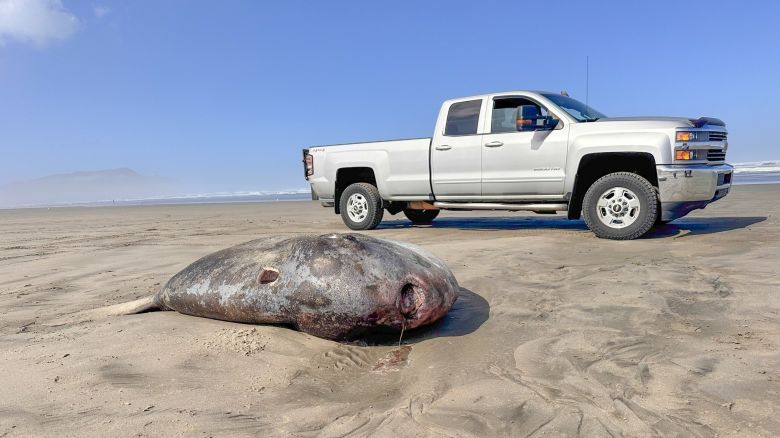 A rare 7.3-foot hoodwinker sunfish washed ashore on the Oregon coast earlier this week, the Seaside Aquarium said. The massive strange-looking aquatic species was found north of Seaside on Gearhart Beach on Monday.
