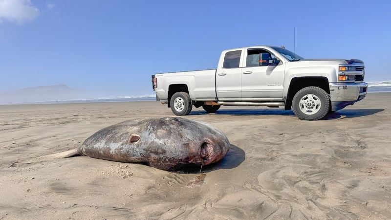 Рядка 7-футова слънчева риба качулка се излива на брега на плажа в Орегон