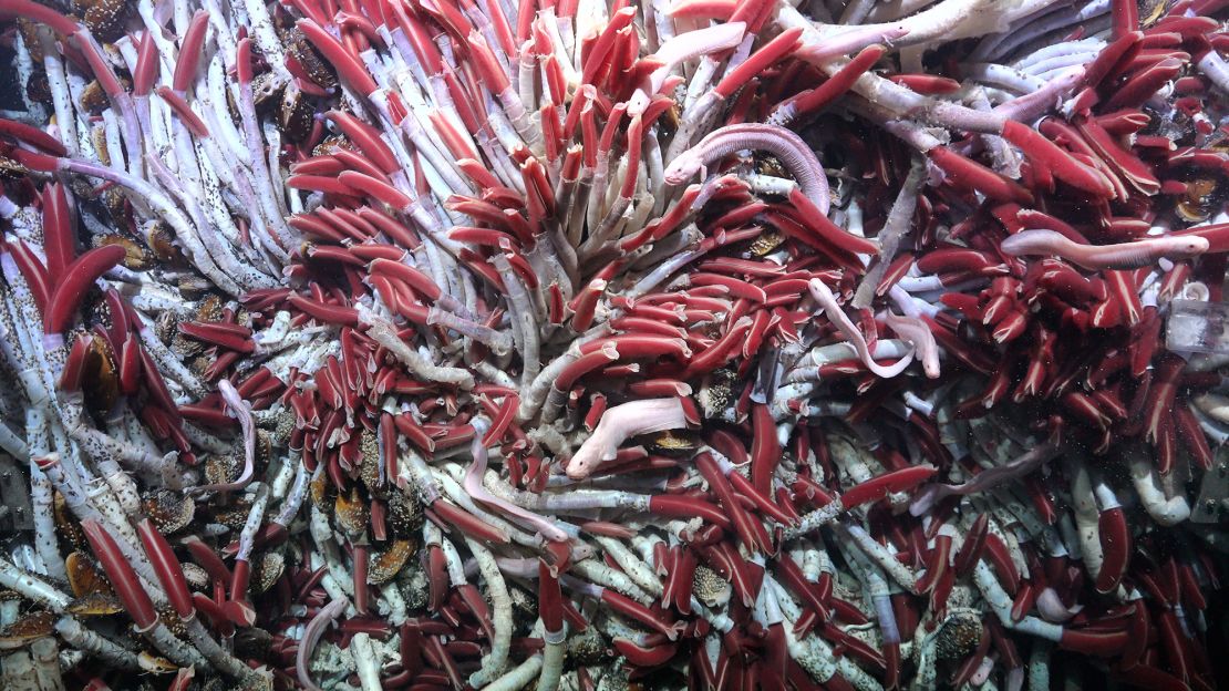 A large cluster of stationary tube worms thrives at the Fava Flow Suburbs, a site on the East Pacific Rise.