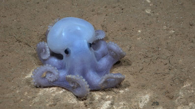 The expedition led by the Schmidt Ocean Institute observed a rare octopus species informally named the Casper octopus in the Southern Pacific for the first time. Discovered in 2016 and nicknamed Casper, the species has not been scientifically described or formally named, as no one has collected a specimen yet.