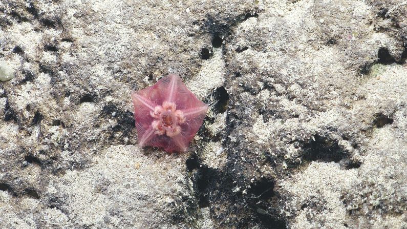 A deep-sea starfish belonging to the genus Hymenaster.  Experts are verifying whether it's a newly discovered species.