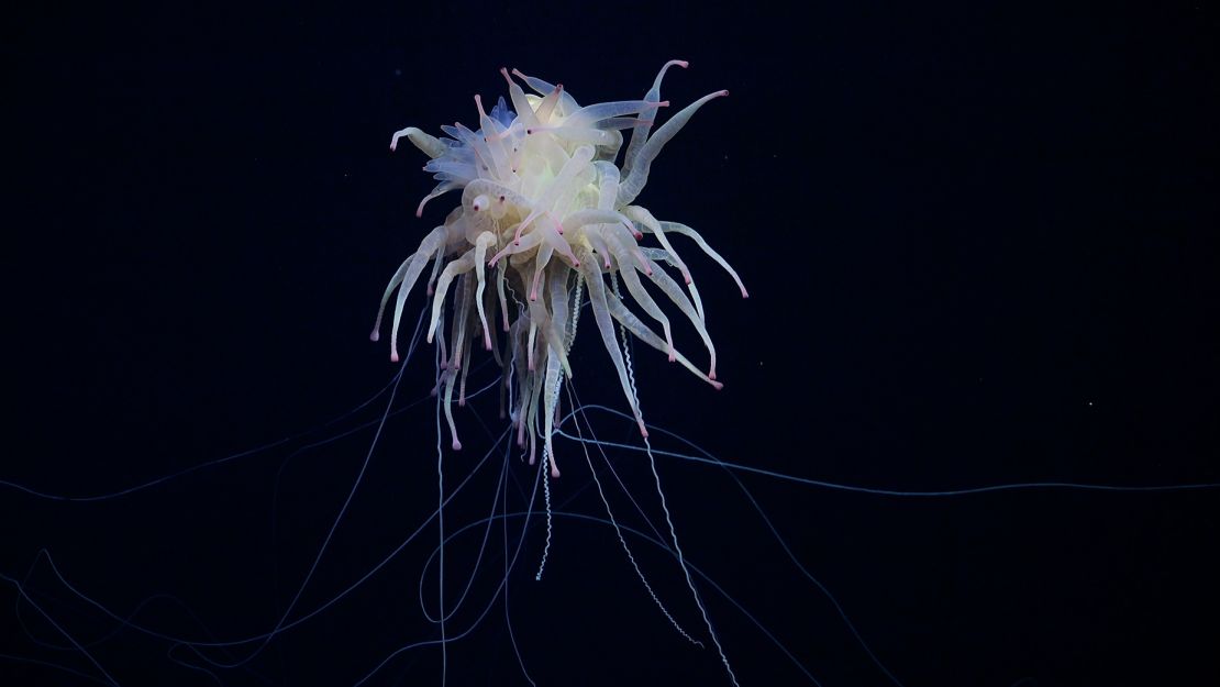 A rarely seen Bathyphysa conifera, commonly known as a flying spaghetti monster, was documented while the research team was surveying an unnamed and unexplored seamount along the Nazca Ridge off the coast of Chile. ROV SuBastian/Schmidt Ocean Institute