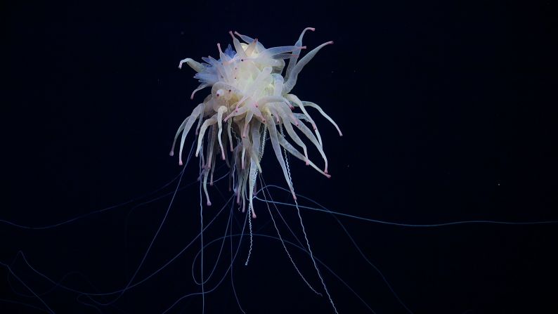 A rarely seen Bathyphysa conifera, commonly known as flying spaghetti monster, was filmed while exploring the seamount.