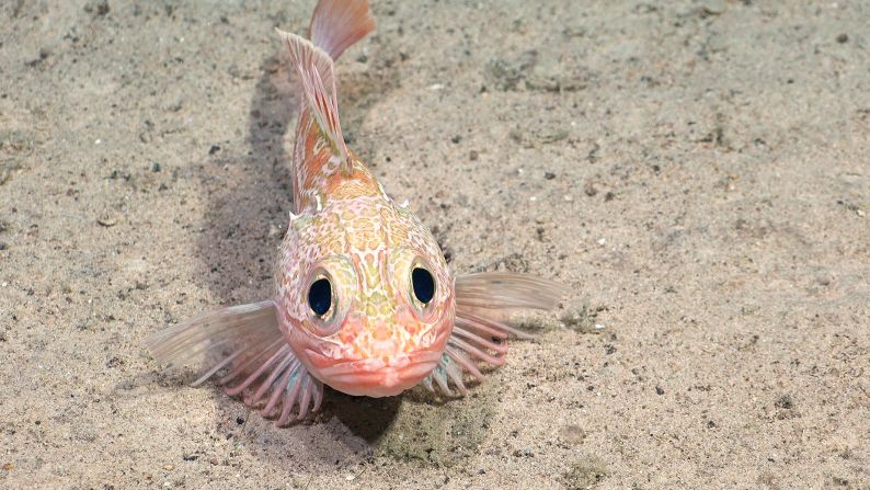 This scorpion fish (Helicolenus lengerichi)  was documented by the expedition to characterize biodiversity along this underwater mountain range in the high seas off the coast of South America.
