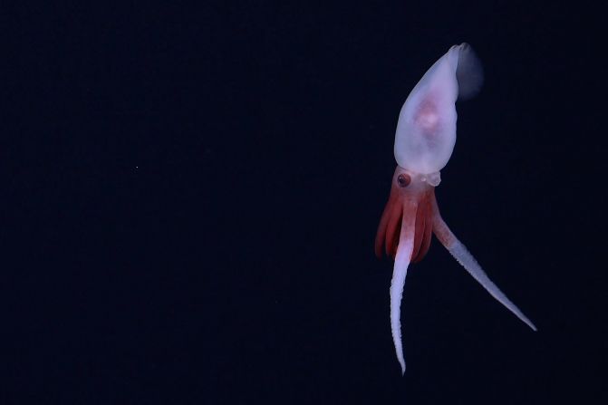 The researchers collected the first live footage of  Promachoteuthis squid during the expedition. Until now, the squid genus had only been characterized from dead samples found in nets.