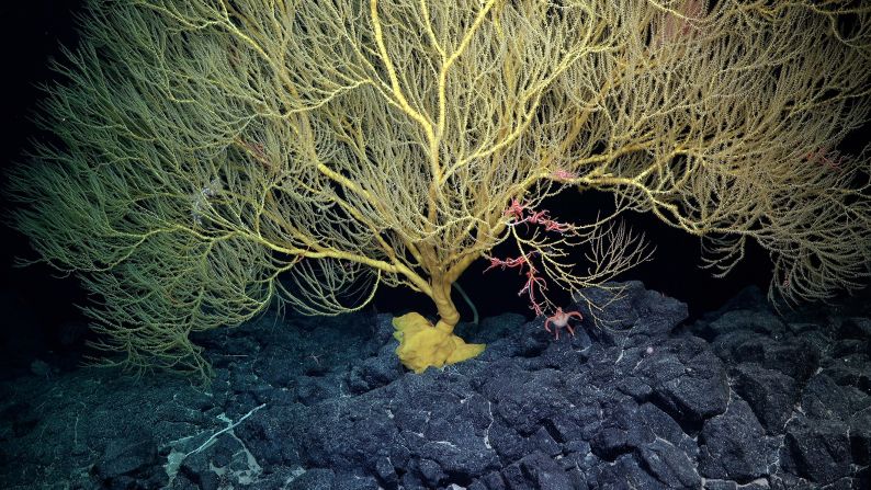 The ridge was home to deep sea corals such as this large bamboo coral holding benthic ctenophores (comb jellies), barnacles, a sea star, and brittle stars.