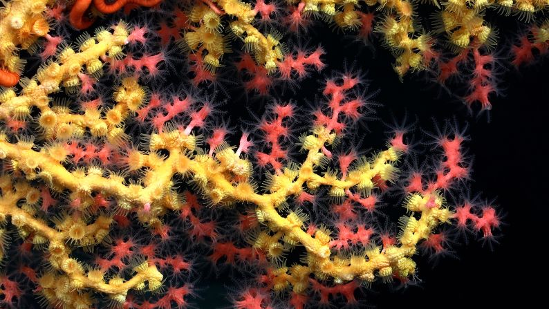 Bubblegum coral (Paragorgia) covered with Midas touch (Yellow Parazoanthidae), was documented on the seamount.