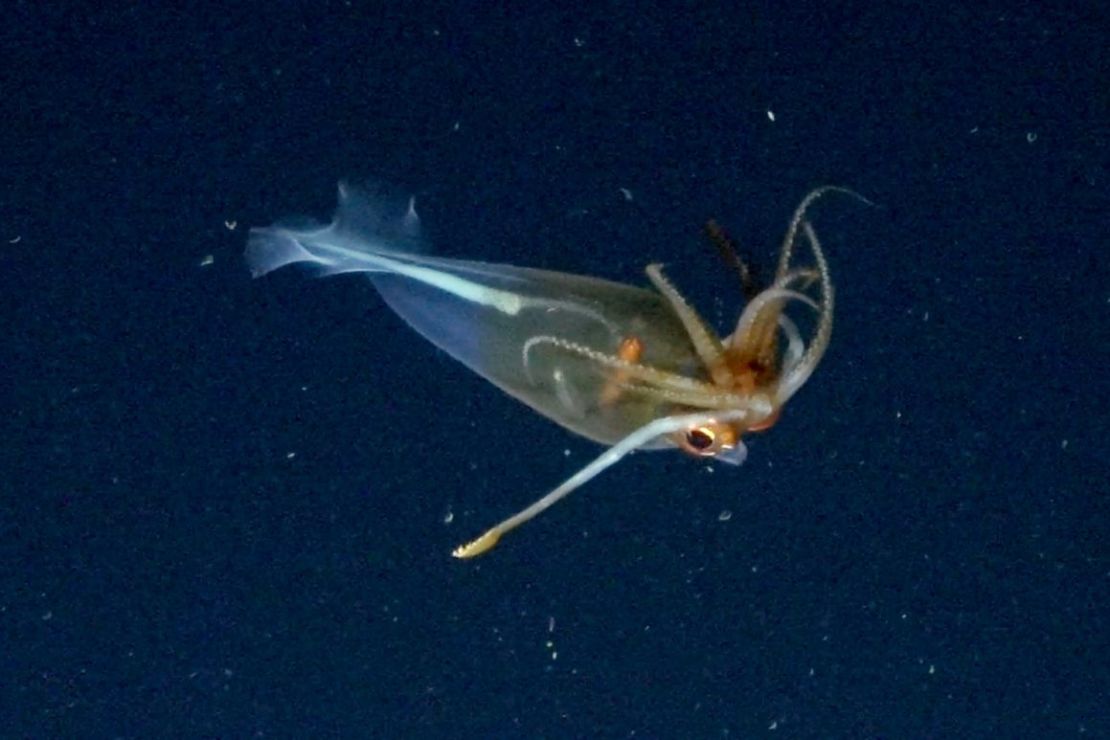 Las primeras imágenes confirmadas del calamar de cristal glacial, Galiteuthis glacialis, se documentaron en el mar de Bellingshausen, cerca de la Antártida.