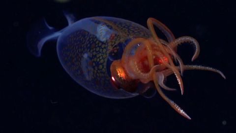 La primera observación confirmada en vivo del calamar colosal, Mesonychoteuthis hamiltoni, muestra al animal en su hábitat natural.