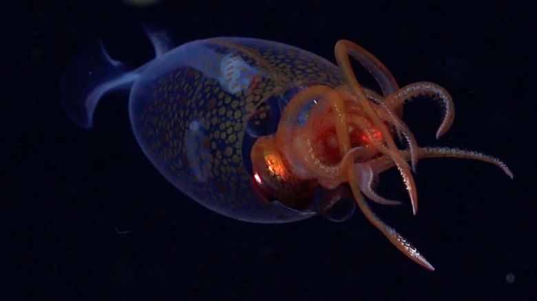 This is the first confirmed live observation of the colossal squid, Mesonychoteuthis hamiltoni, in its natural habitat. The team on Schmidt Ocean Institute's Research Vessel Falkor (too) captured footage of the 30-centimeter-long squid (nearly one foot) at a depth of 600 meters (1968 feet) using their remotely operated vehicle SuBastian on March 9 during an Ocean Census flagship expedition searching for new marine life. The expedition took place in the remote South Sandwich Islands in the South Atlantic Ocean. This year (2025) is the 100-year anniversary of the identification of the colossal squid, which are estimated to grow up to seven meters (23 feet) in length.