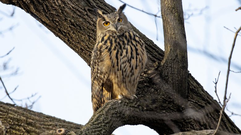 Flaco, a Eurasian eagle owl that escaped from the Central Park Zoo, died in March after flying into a building. A necropsy found potentially lethal amounts of rodenticide in its body.